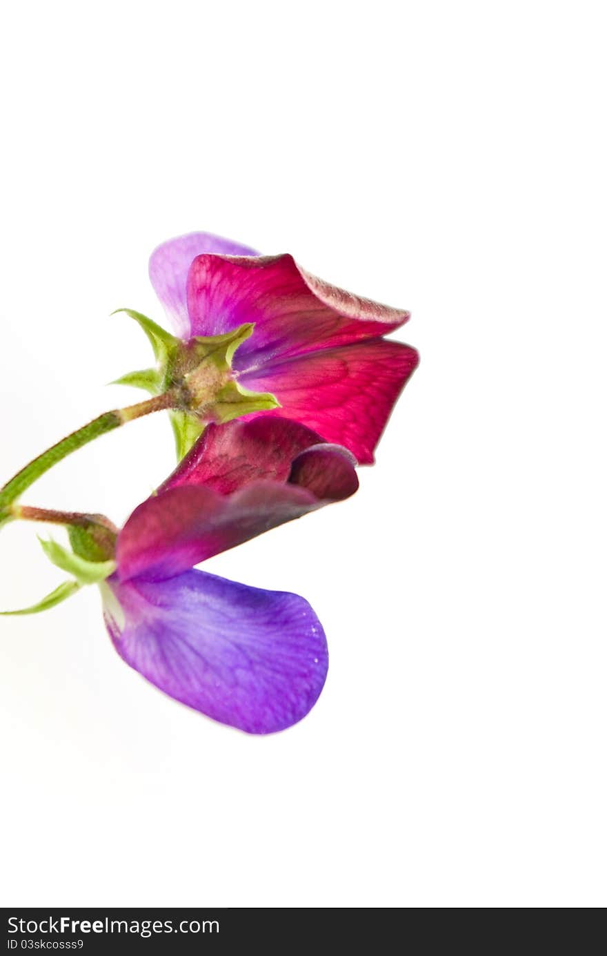 Sweet pea flower on white background close up