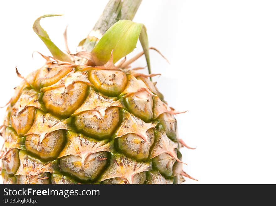 Closeup pineapple with branch on white background. Closeup pineapple with branch on white background