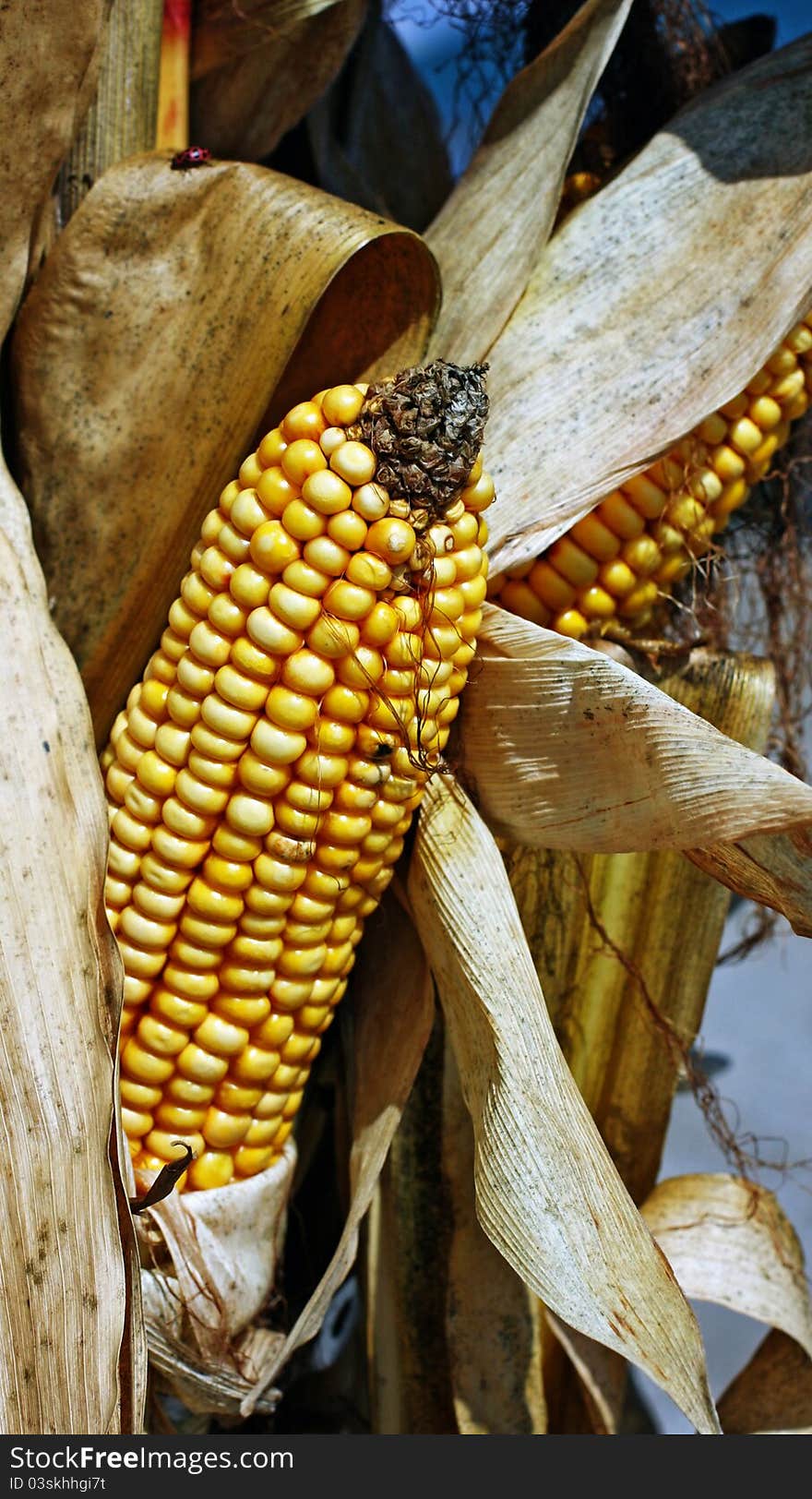 An ear of corn on a stalk. An ear of corn on a stalk