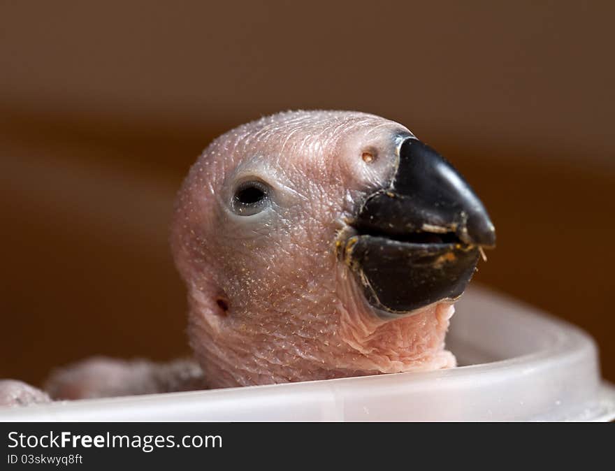 African grey parrot chick