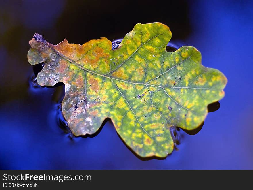 Colorful picture of a beautifully aged leave, in bright blue water. Colorful picture of a beautifully aged leave, in bright blue water