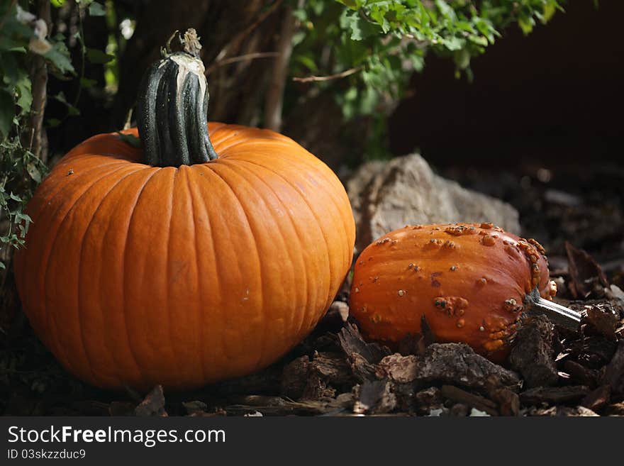 Pumpkins From The Side