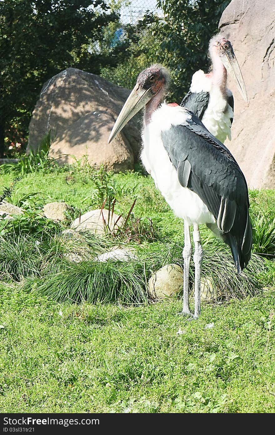 Leptoptilos, Marabou bird, Rotterdam Zoo