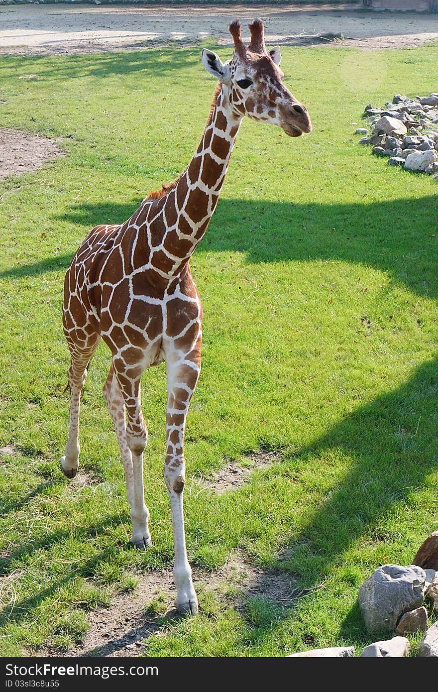 Young Giraffe walking in the reserve. Young Giraffe walking in the reserve