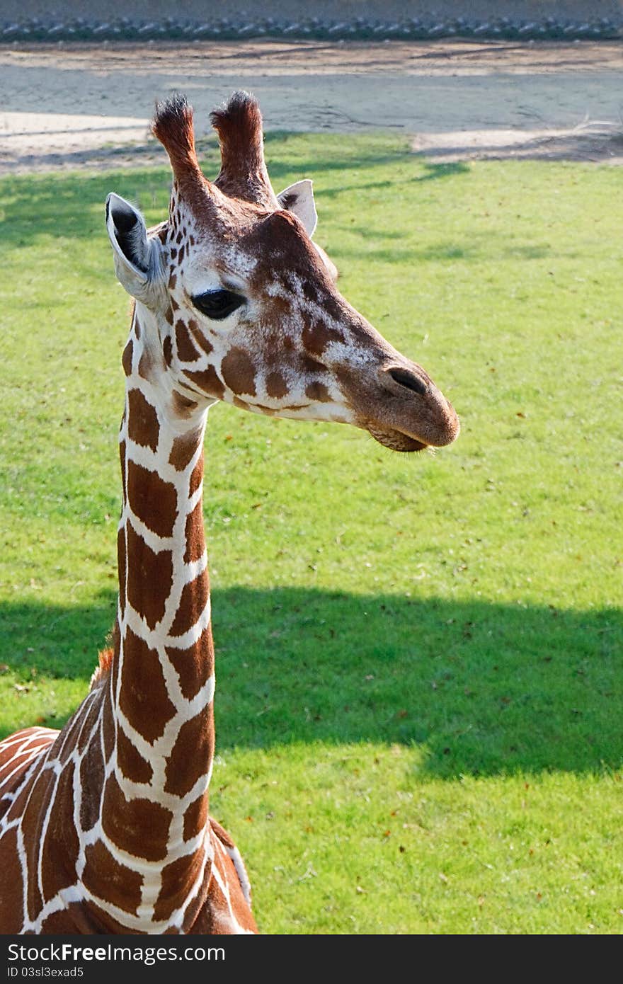 Portrait Of A Young Giraffe, Rotterdam Zoo