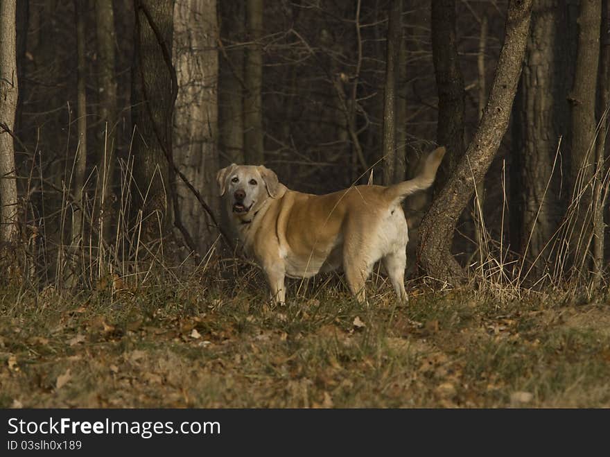 Yellow lab out for hunt in woods of Maryland.