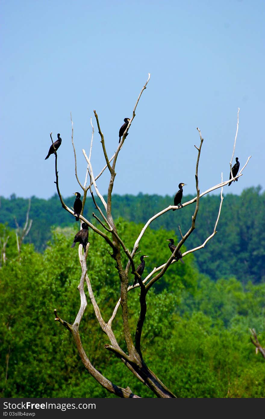 Birds on the branches in the forest