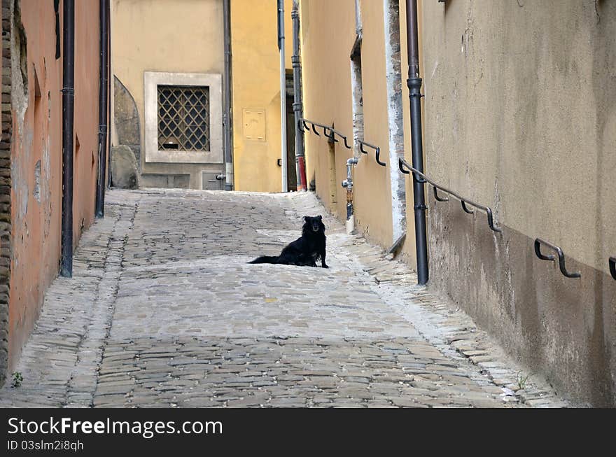 Doggy on narrow street with metallic railing. Street in Camerino city near Ancona and Macerata of Italy. Doggy on narrow street with metallic railing. Street in Camerino city near Ancona and Macerata of Italy