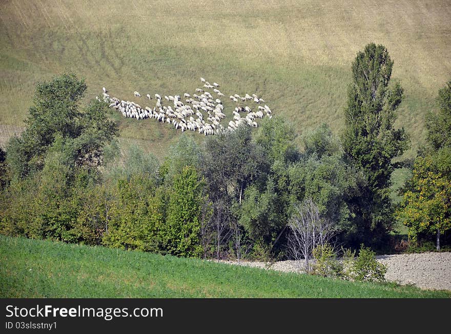 Sheep in high mountains near pine forest. Sheep in high mountains near pine forest