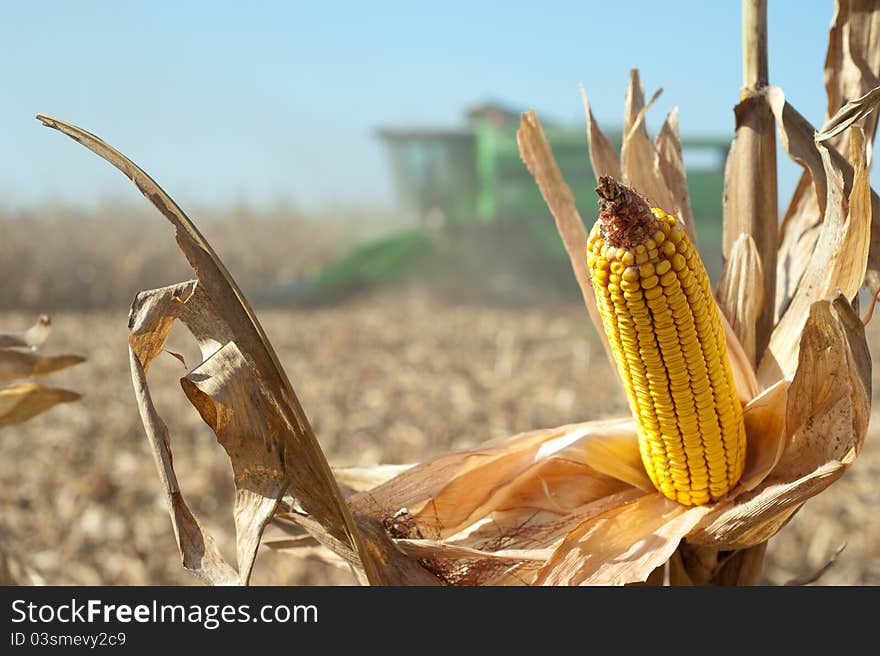 Corn field at harvest time