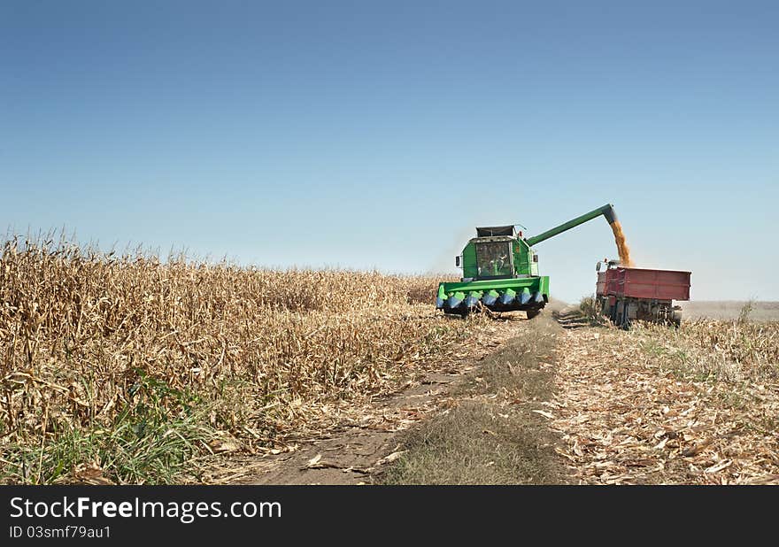 Loading of grain of corn in the tractor trailer. Loading of grain of corn in the tractor trailer