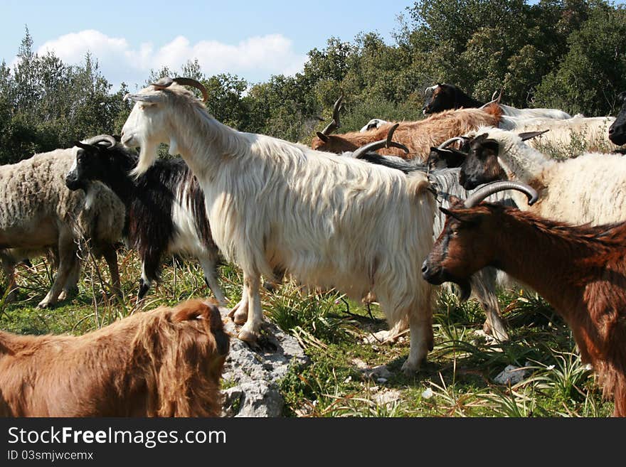 Goats on the mountain