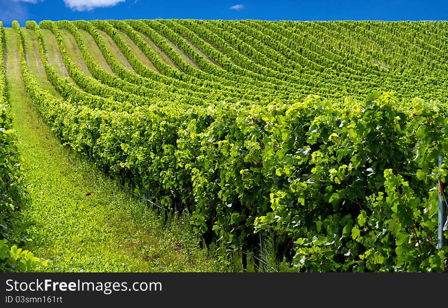 Beautiful rows of grapes before harvesting