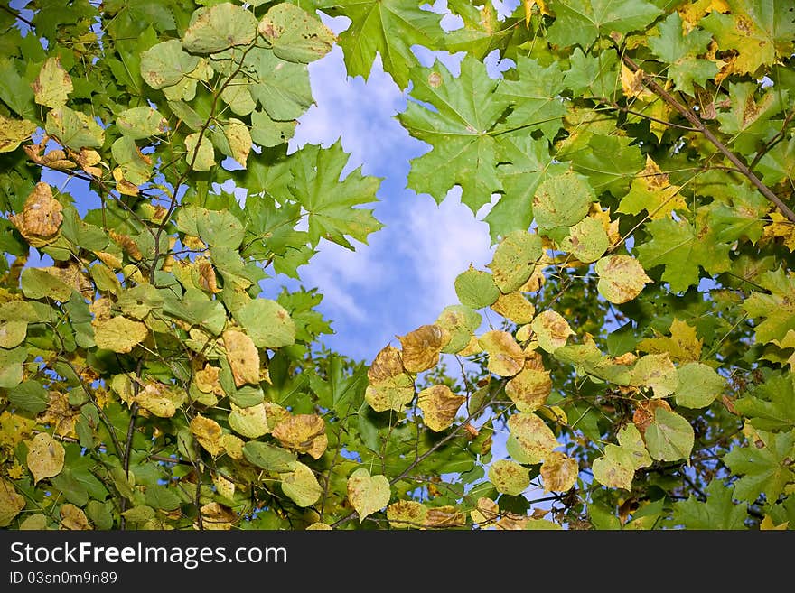 Autumn leaves floating in the sky