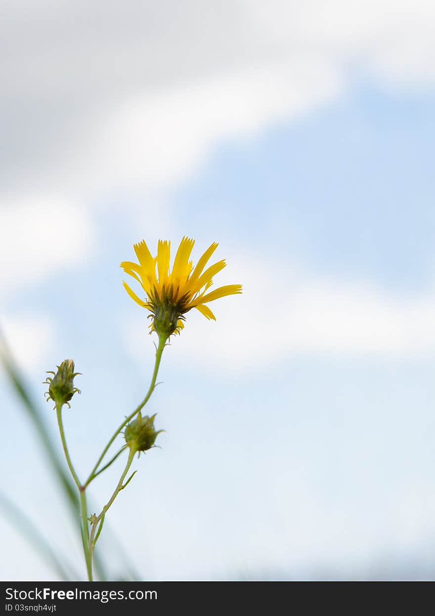 Hawkweed (Hieracium)