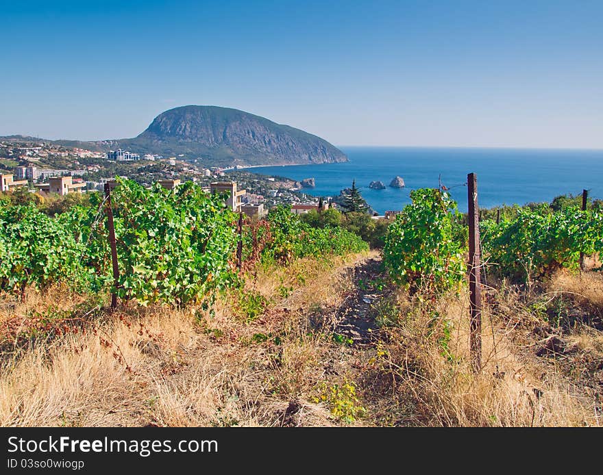 Vineyard and sea