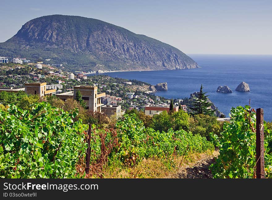 Vineyard And Sea