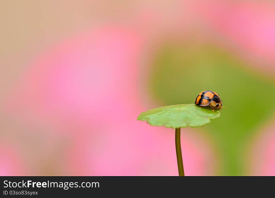 Aiolocaria hexaspilota ladybug with romantic background. Aiolocaria hexaspilota ladybug with romantic background