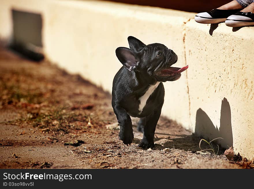 French bulldog puppy on a walk