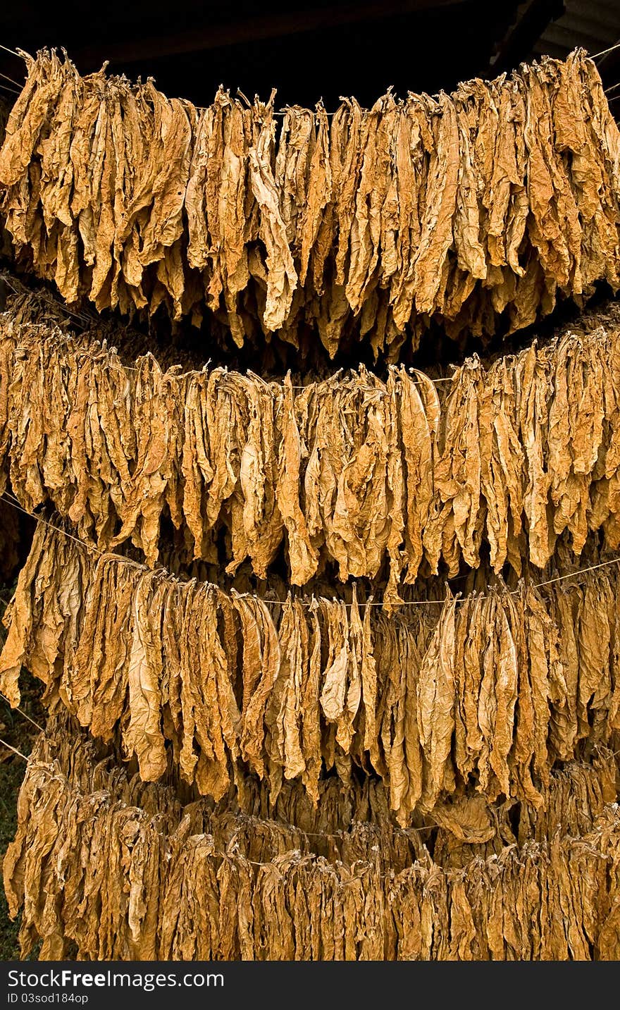 The classic method of drying tobacco in the barn. The classic method of drying tobacco in the barn