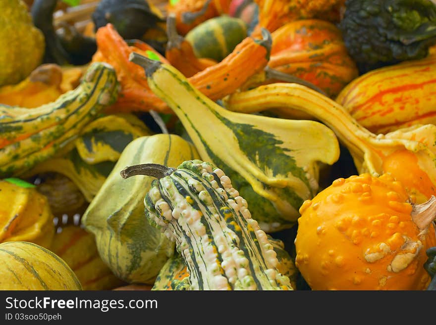 Colorful pumpkins on the market