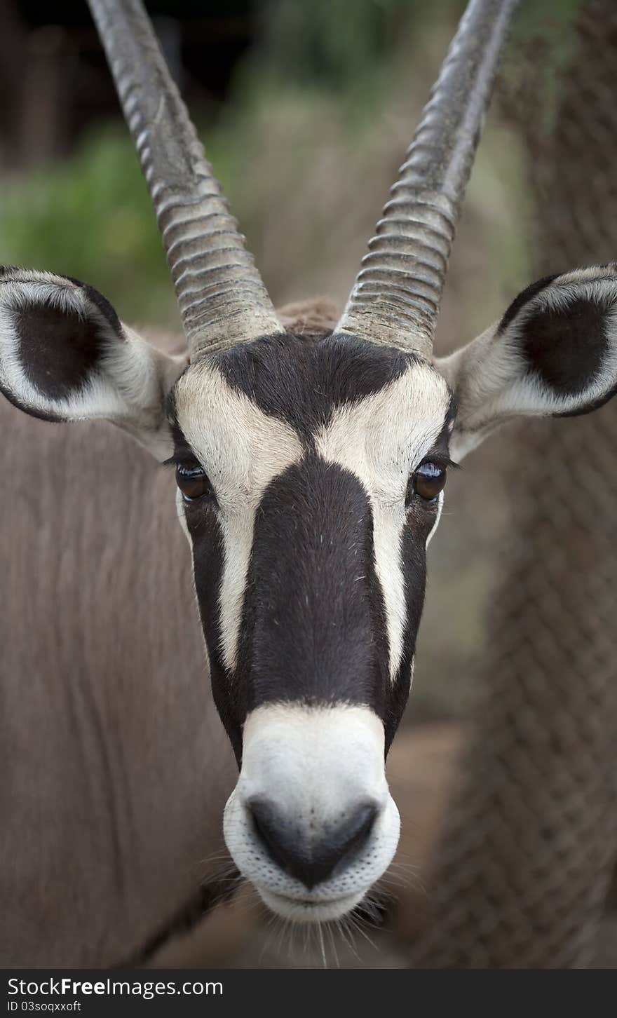 Brown springbok from africa in the safari park, Thailand