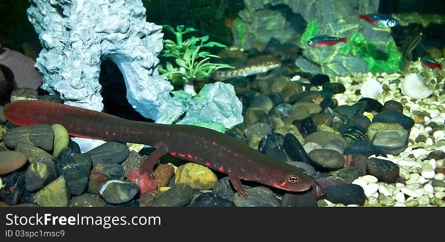 Indian Triton in the aquarium. Indian Triton in the aquarium