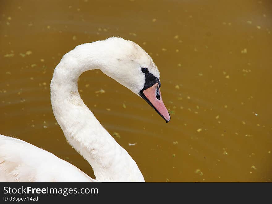 Expressive s swan look