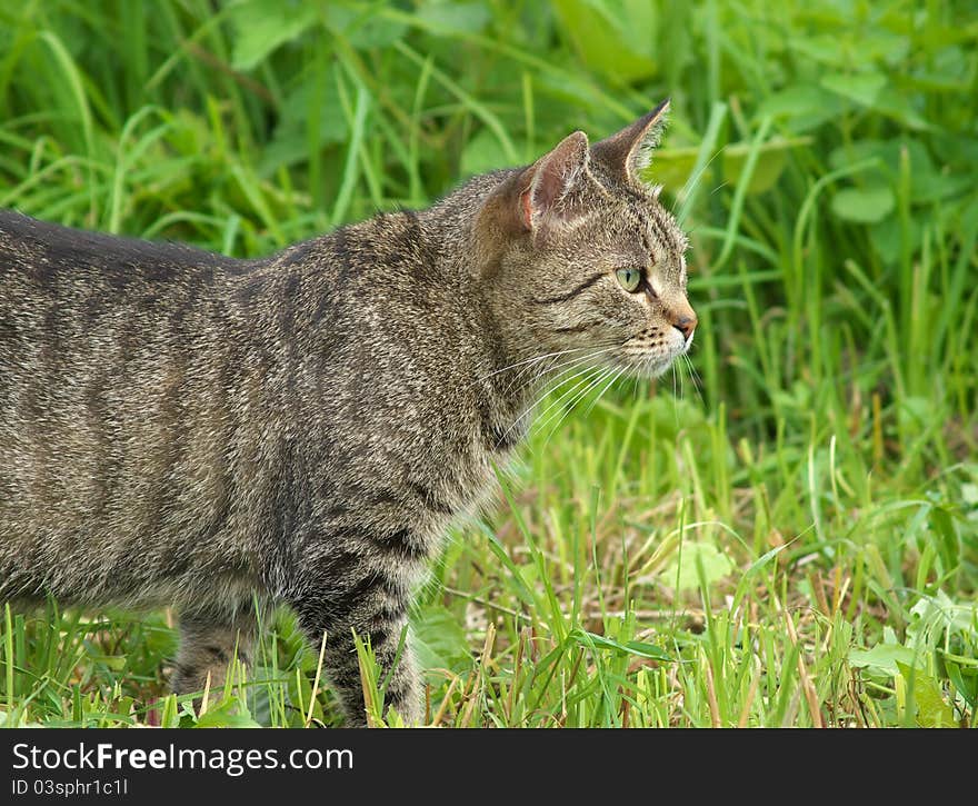 House cat froze, peering into the prey. House cat froze, peering into the prey.