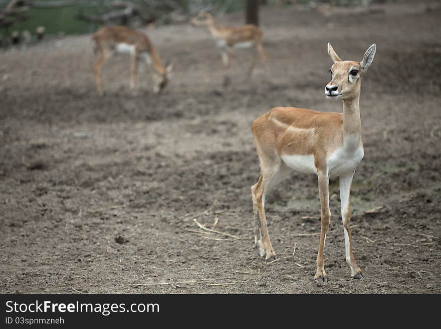 Baby brown deer in safari