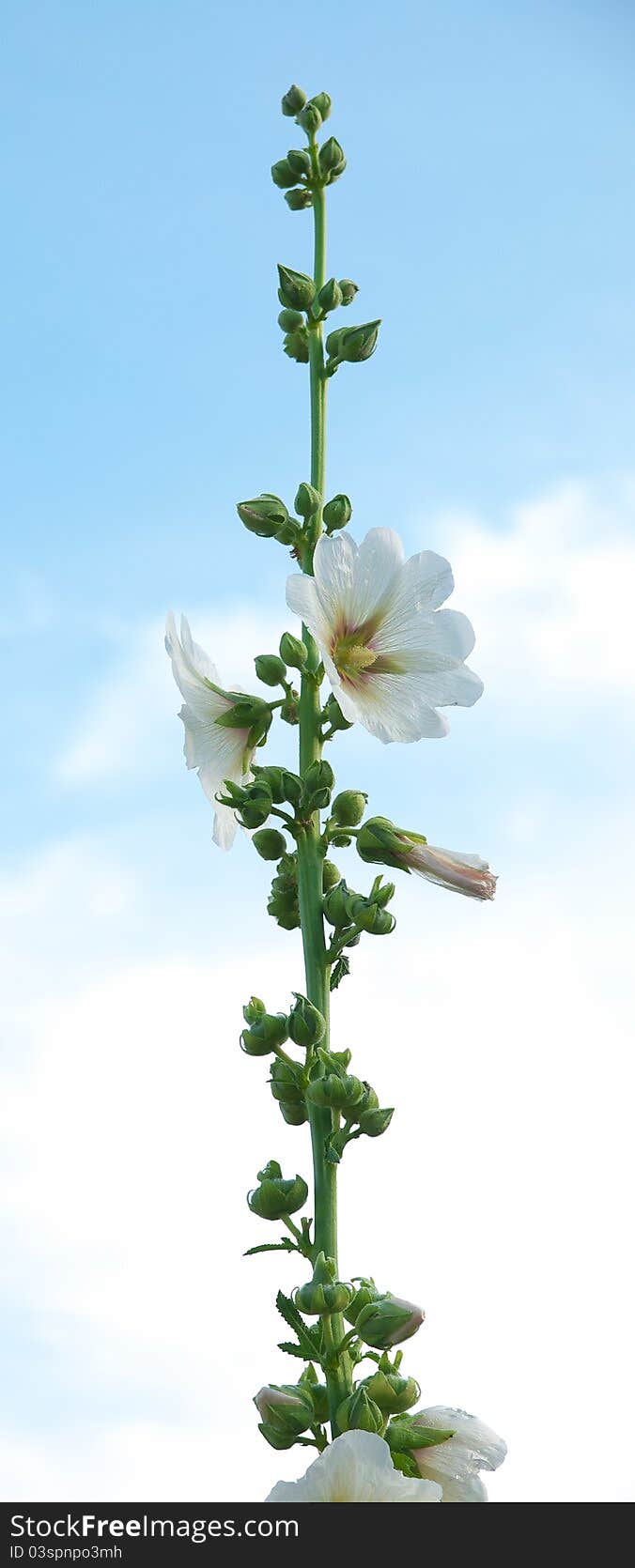 Vertical mallow flower on sky background.