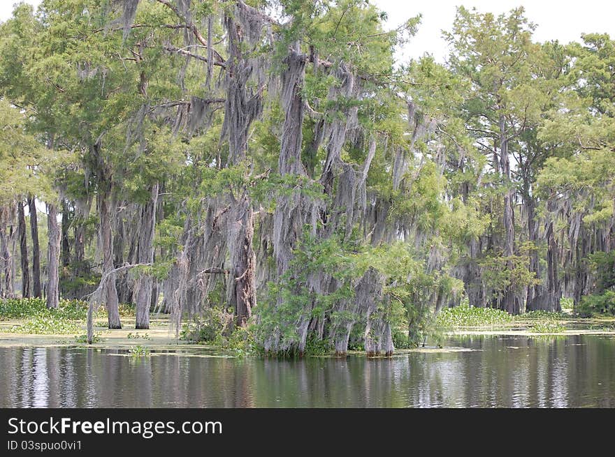 Spanish moss growing wild on cypress trees