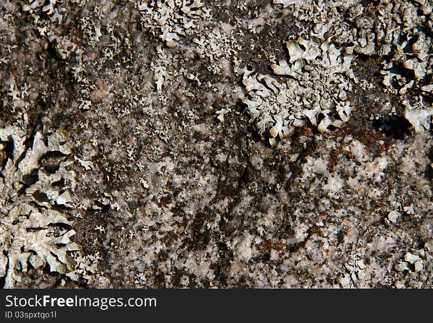 Rock background with algae in muted colors. Rock background with algae in muted colors