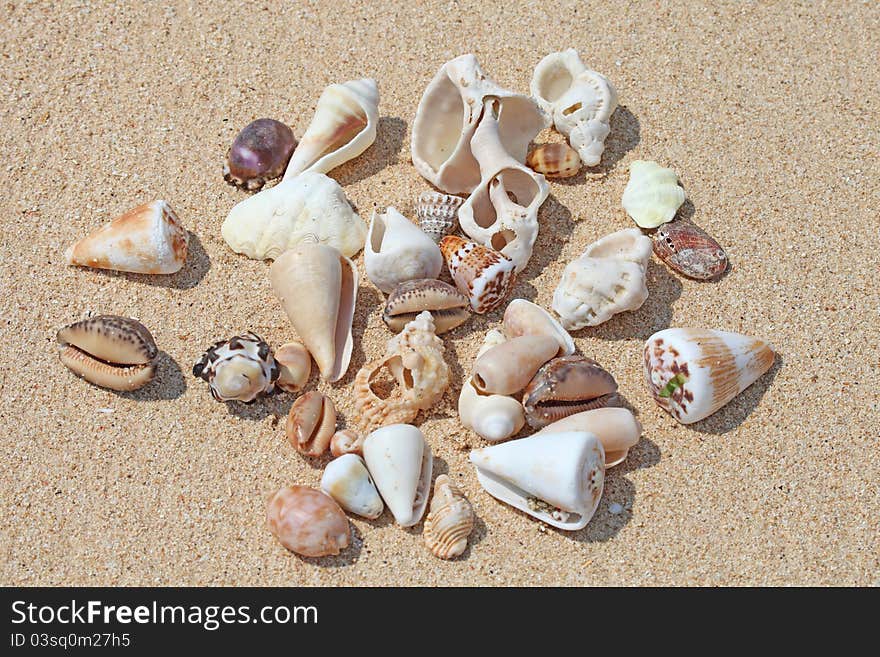 Many ocean shells on sand background