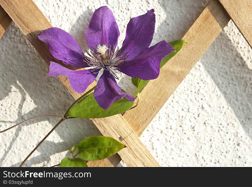 Climbing violet flower on ornamental wood hedge. Climbing violet flower on ornamental wood hedge