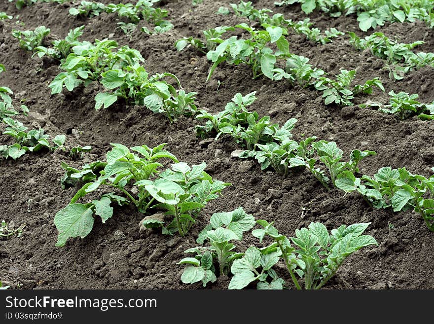 In the photo field of potatoes. plants in rows. In the photo field of potatoes. plants in rows