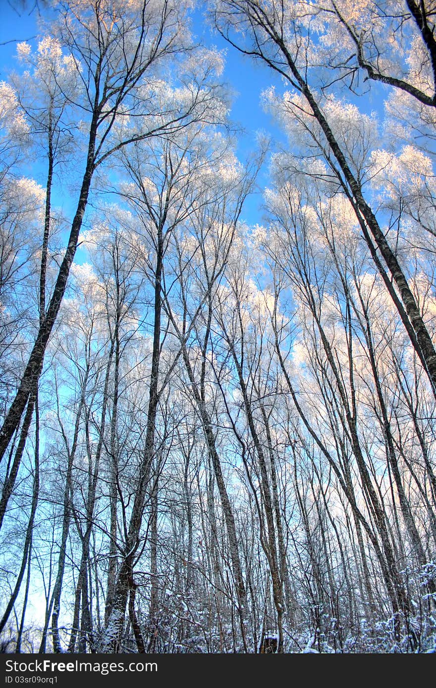 Winter landscape