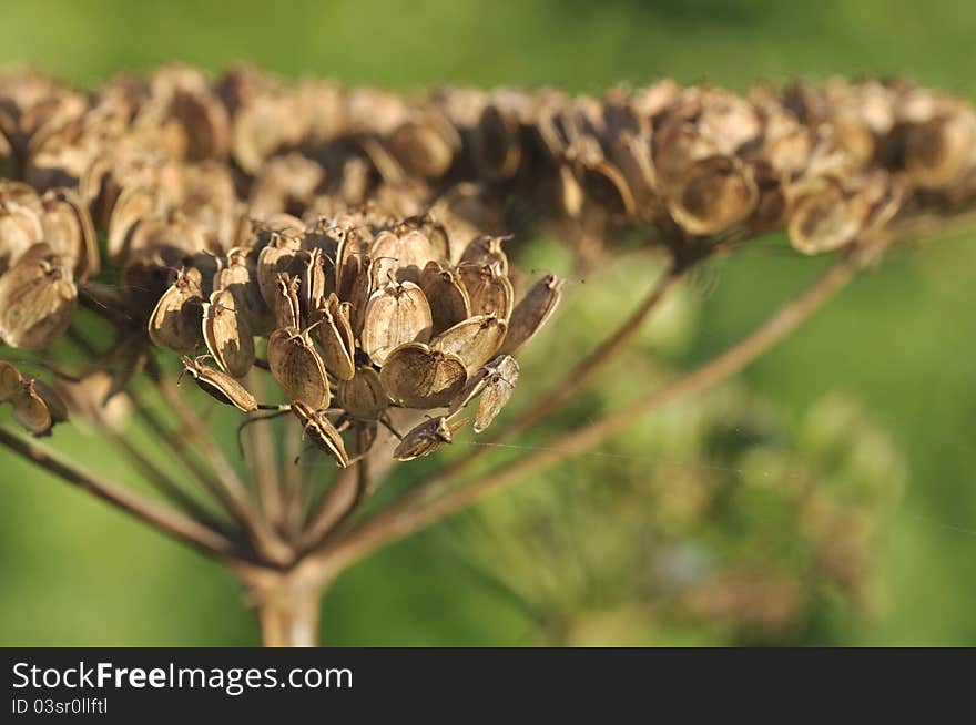 Field flower seeds dry on a green background. Field flower seeds dry on a green background