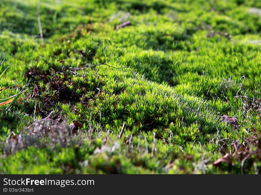 Background of fresh green moss. Background of fresh green moss