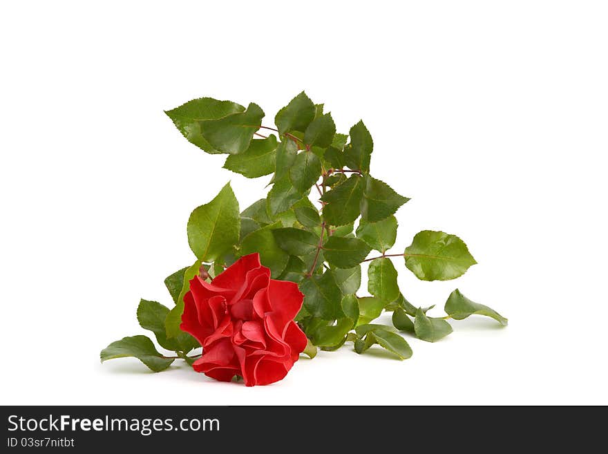 Close-up of red roze on white background.