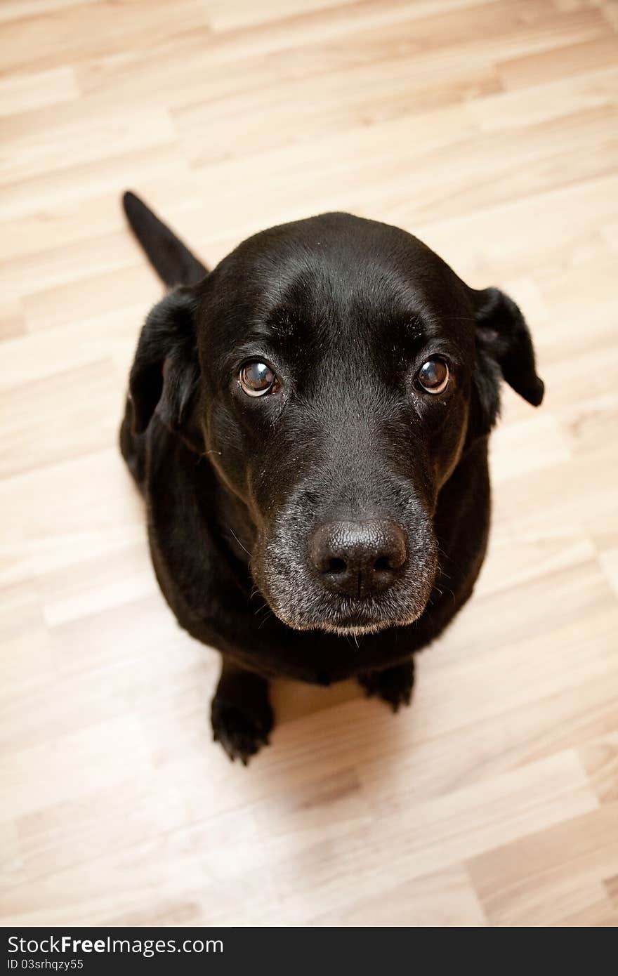 Dog labrador