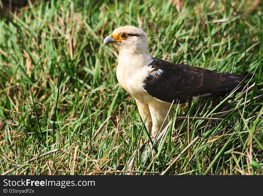 Yellow-headed Caracara standing in the grass