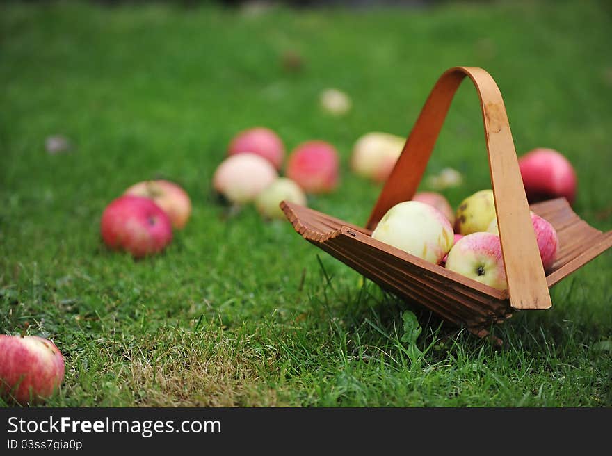 Basket With Apples