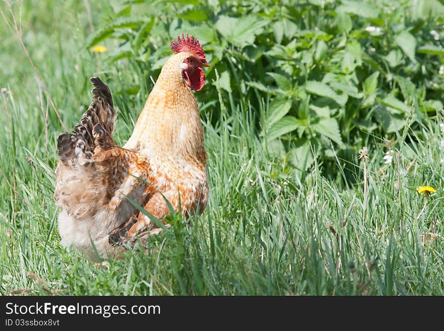 Rooster on the walk