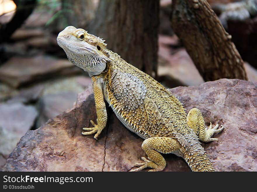 Nice chameleon is looking around in the wildlife