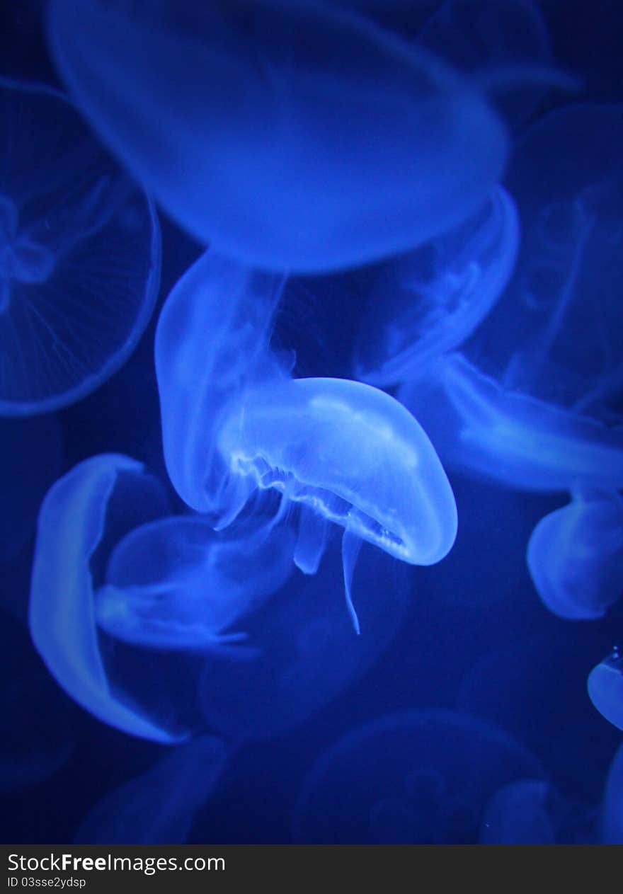 Jellyfish