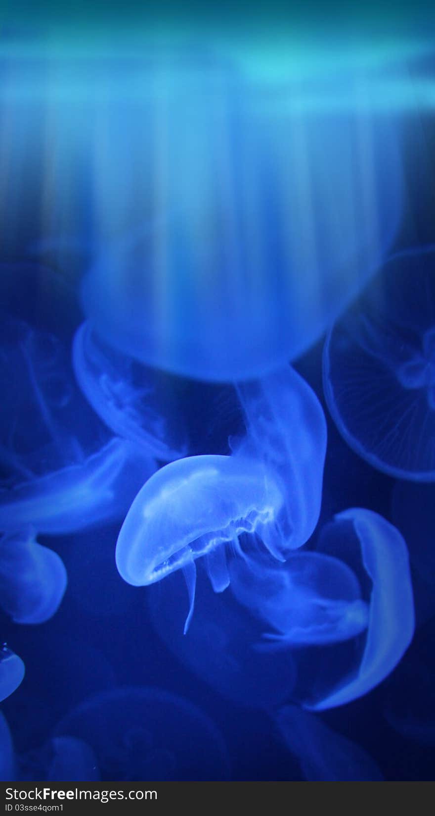 Jellyfish