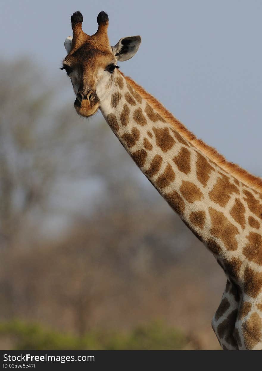 The giraffe is the tallest land-living animal of the world. The giraffe is the tallest land-living animal of the world.