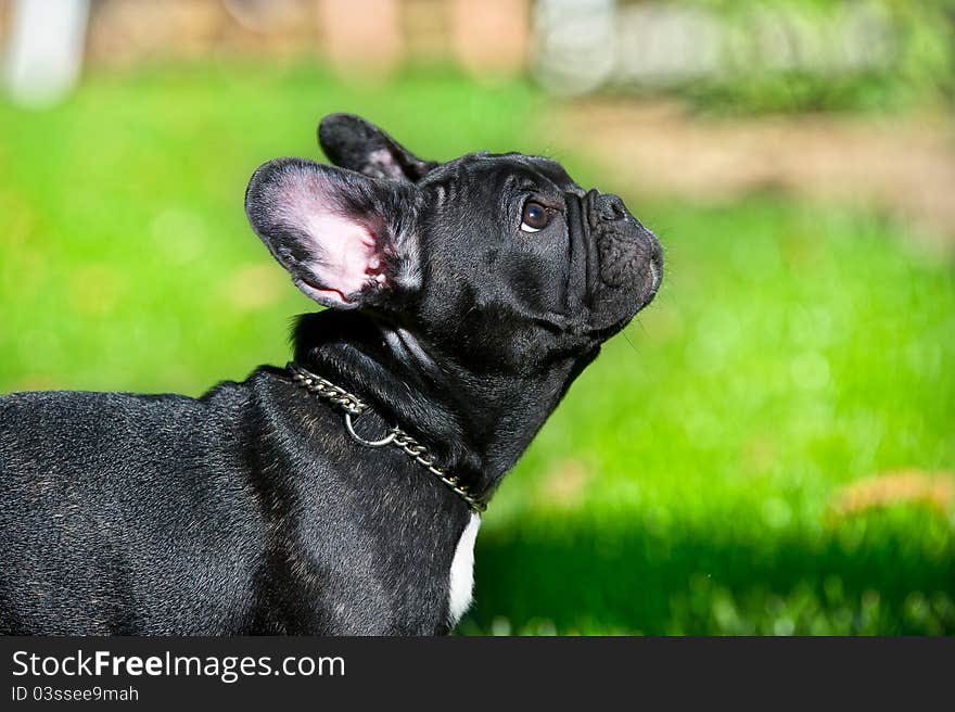 Black French bulldog puppy portrait on green grass background