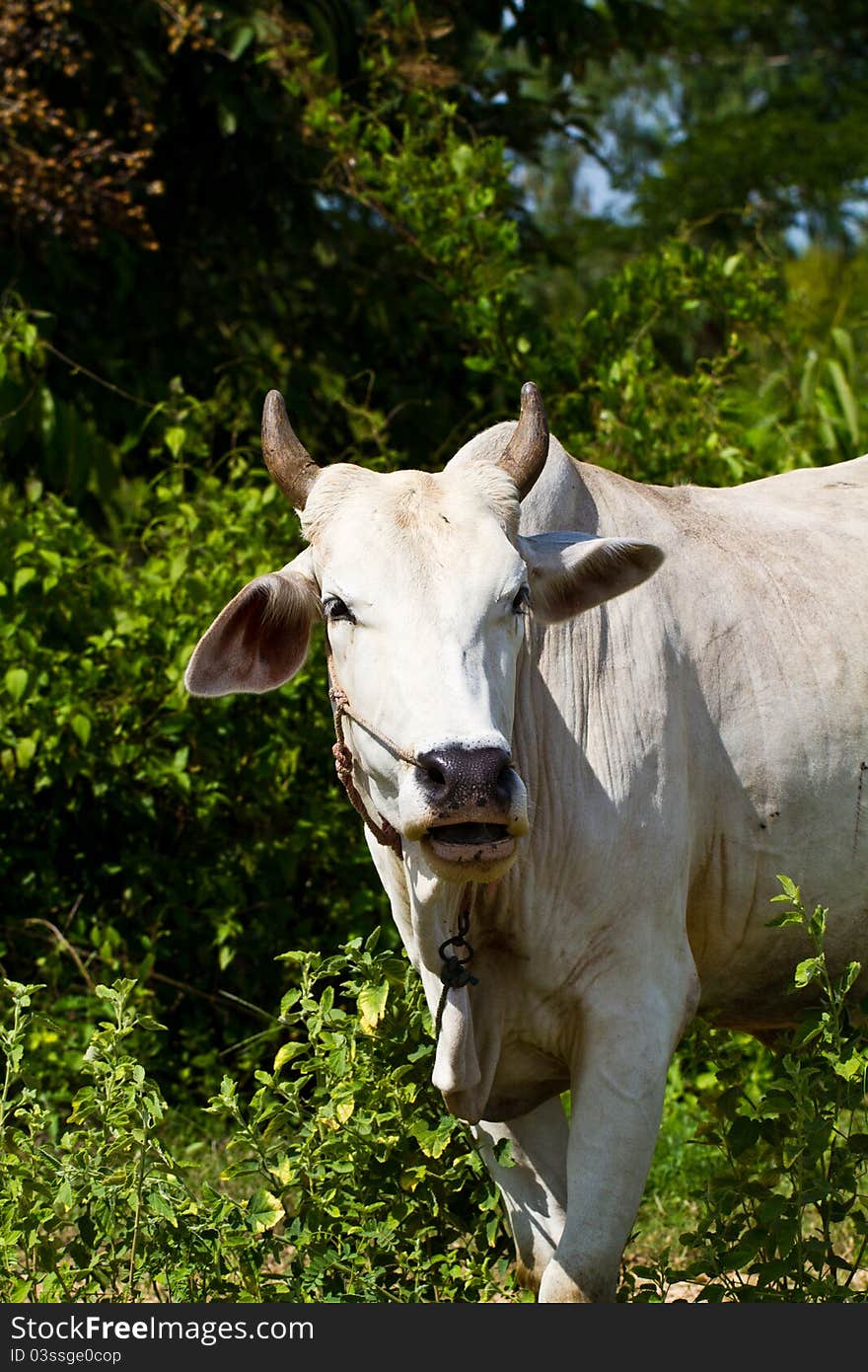 Asian lineage cow in tropical field